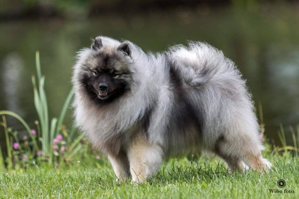 Вольфшпиц кеесхонд – фото, описание породы, стандарт, цена щенка
