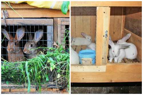 Разведение кроликов в яме: правила ямного содержания с выгулом. плюсы и минусы технологии. в какой яме можно разводить кроликов?