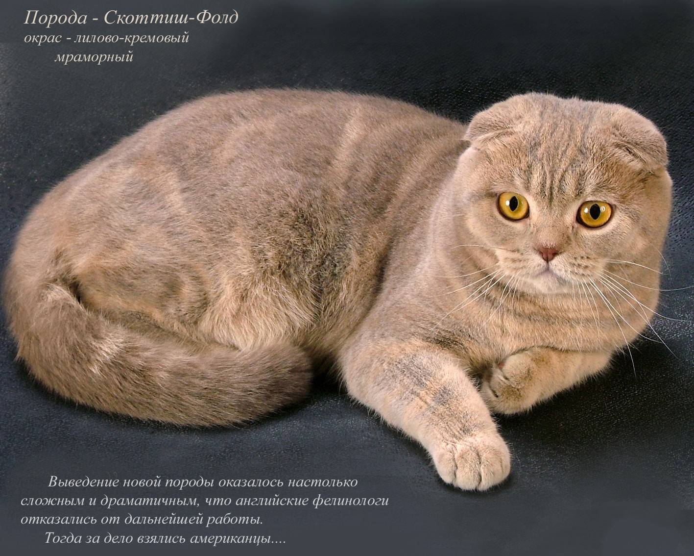Скоттиш-страйт: порода шотландских прямоухих котов, описание внешнего облика и особенности характера