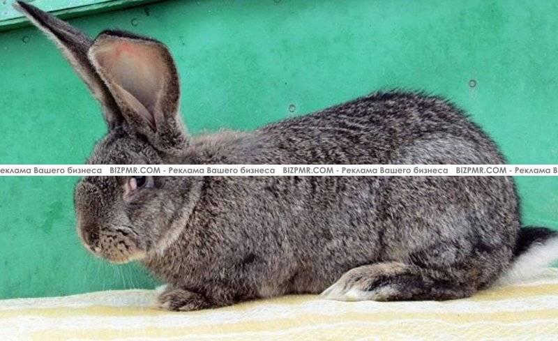 Самые большие кролики — сколько весит самая крупная порода кроликов