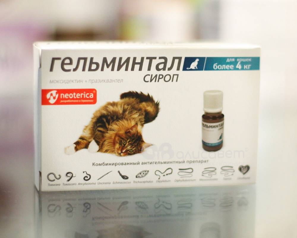 Обязательно ли глистогонить кошку перед прививкой?
