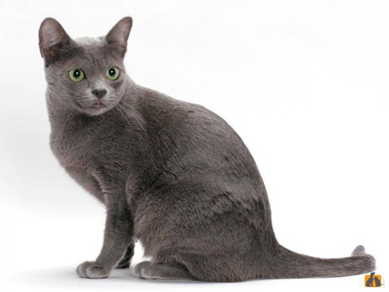 Корат порода кошек: описание, уход, покупка котенка корат