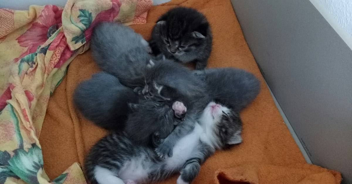 Когда котята начинают ходить: этапы развития. когда котята начинают ходить самостоятельно