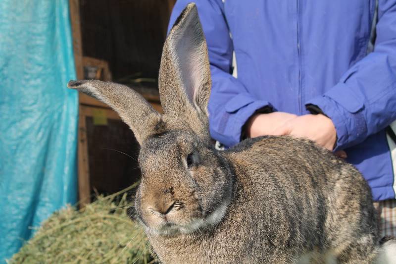Все о бельгийских кроликах фландерах: особенности телосложения и содержание