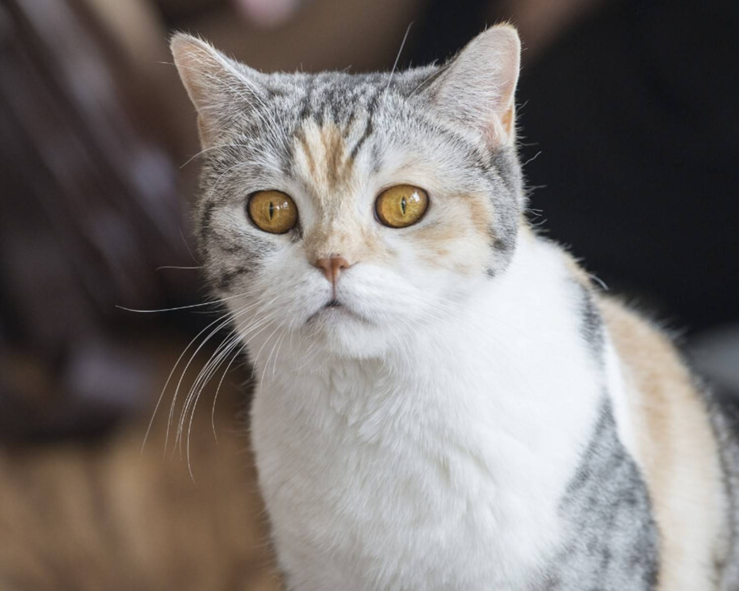 Американская жесткошерстная кошка-описание породы, фото, котята