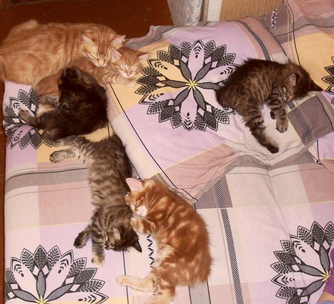 Сколько спят кошки и сколько часов им действительно нужно для сна?