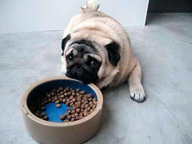 Рацион питания щенка на день без диет