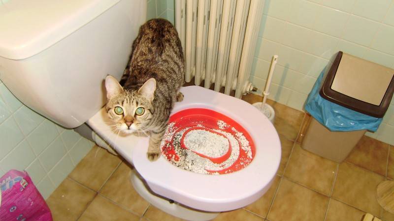 Мочекаменная болезнь у котов: симптомы и лечение в домашних условиях