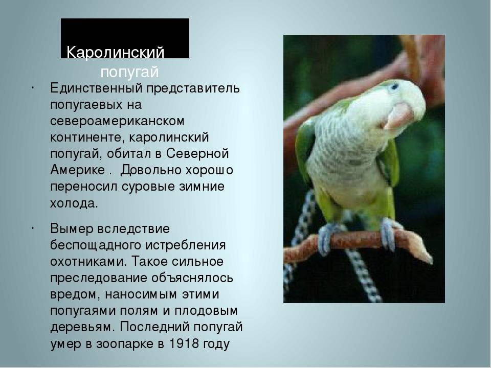 Wikizero - каролинский попугай
