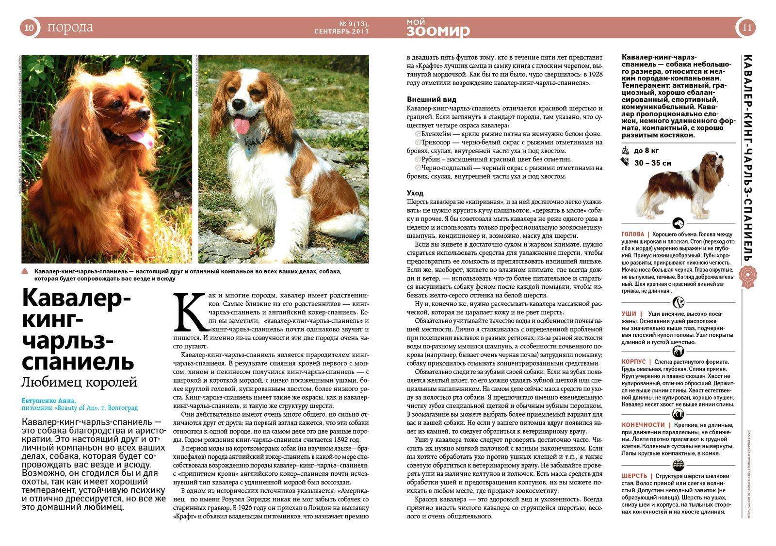 Описание породы «самоедская лайка»: фото собак, характеристика стандарта, правила ухода и отзывы владельцев