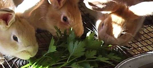 Зелень топинамбура и клубни в рационе для домашних кроликов