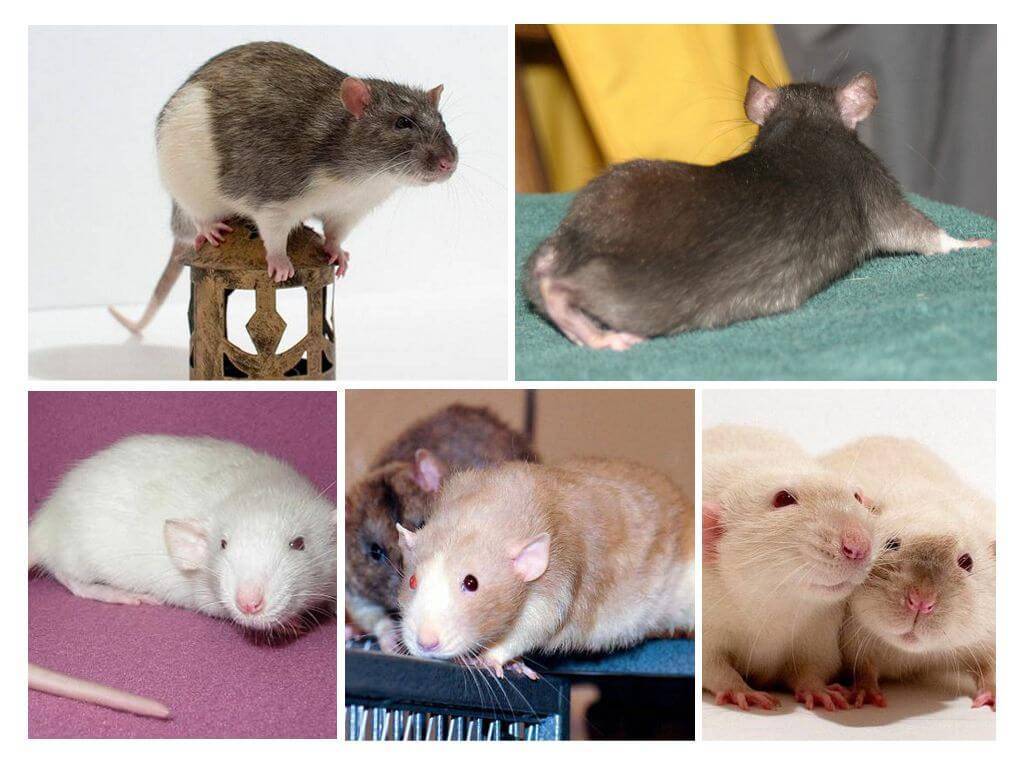 Виды крыс: уникальные породы и условия содержания