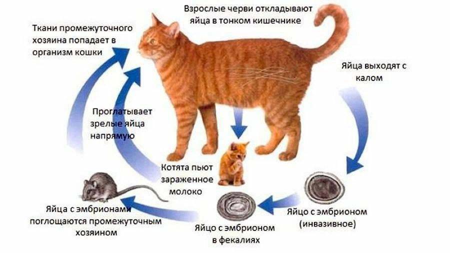 Основные симптомы и признаки глистов у кошек | ваши питомцы