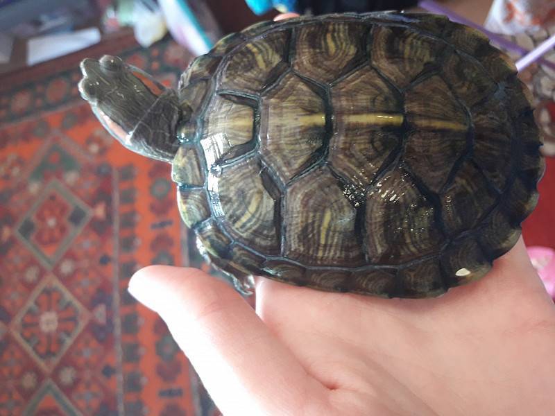 Рахит у красноухой черепахи, как лечить рахит, признаки