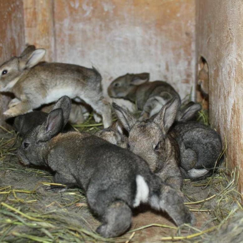 Кролики великаны: разведение выращивание кормление клетки
