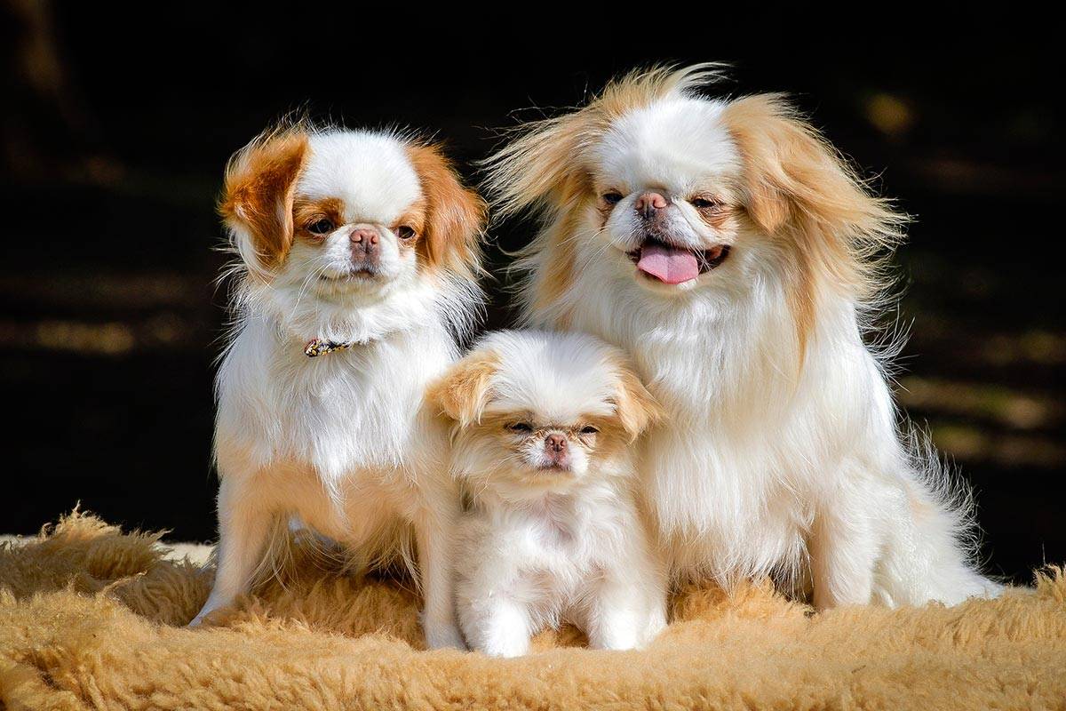 Японский хин или японский спаниель: фото и описание породы собак
японский хин или японский спаниель: фото и описание породы собак