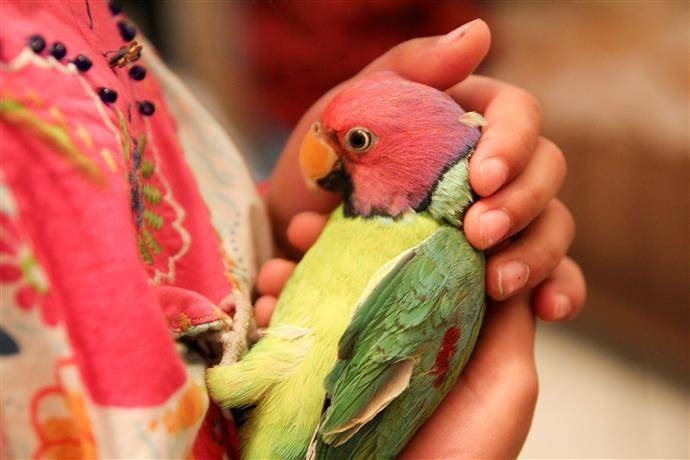 Как сделать попугая ручным? практичные советы