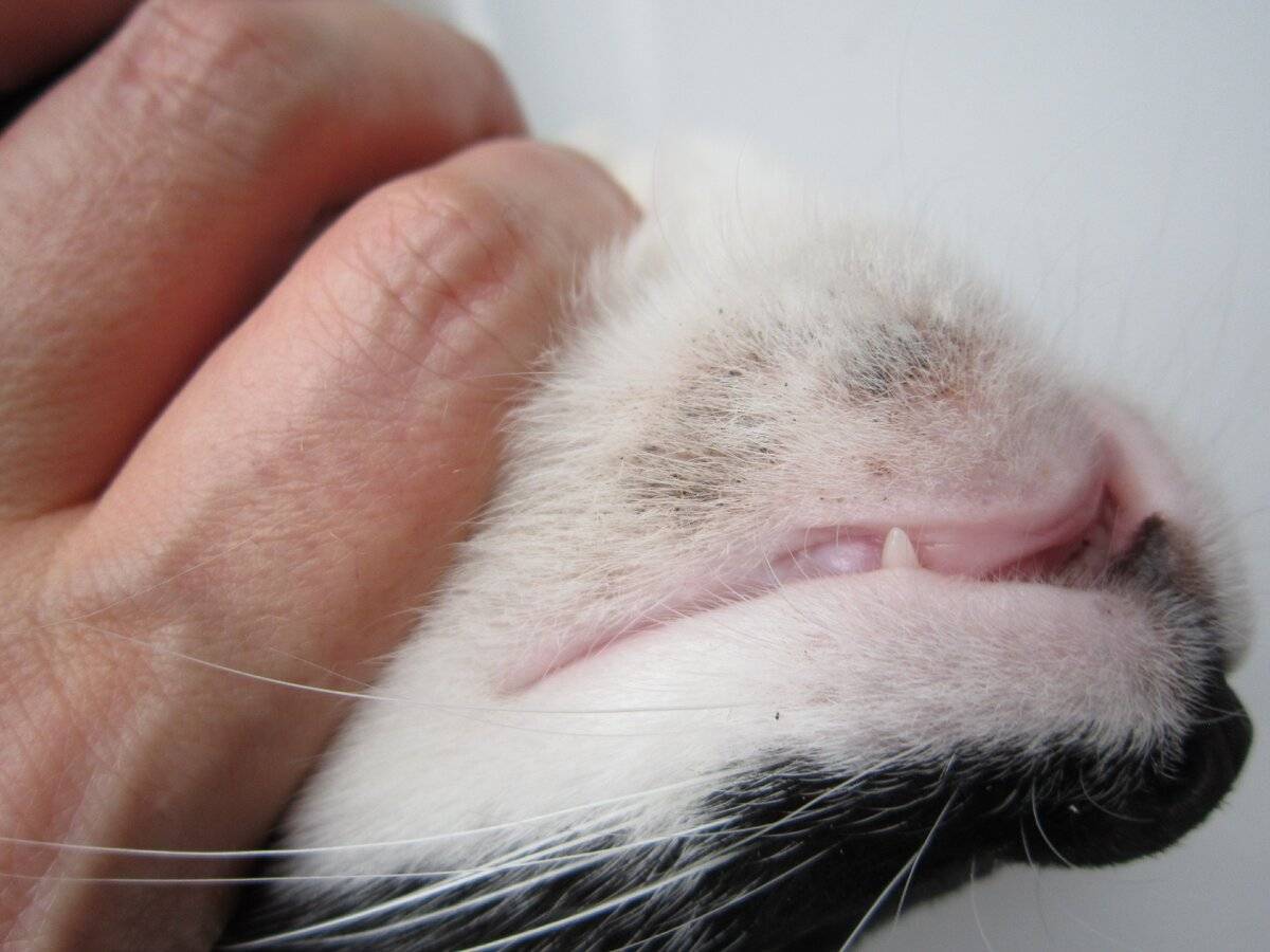 Чёрные точки (акне) у кошки и кота на подбородке: причины, как лечить котенка и взрослое животное в домашних условиях