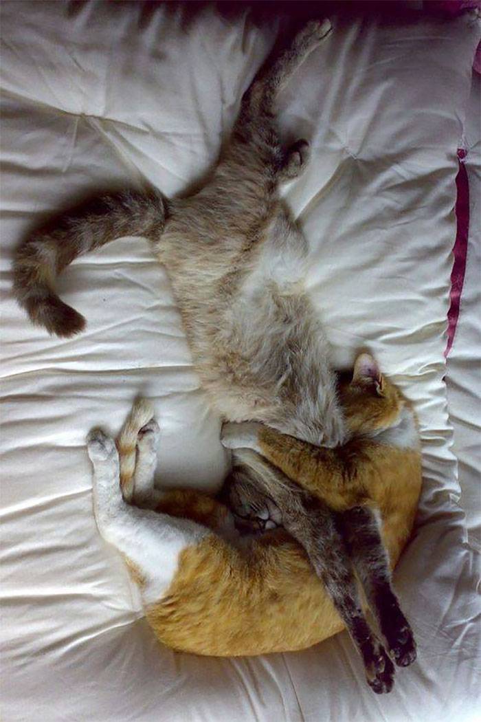 Нелепые позы, в которых спят кошки - так могут только они - gafki.ru