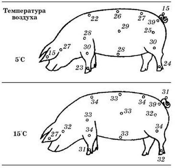 Какая нормальная температура у собак, как измерить, причины повышенной или пониженной температуры