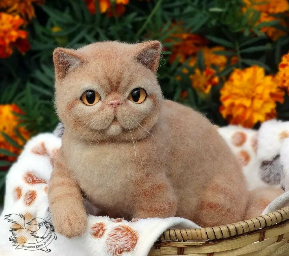 Порода кошек с большими глазами: названия с описанием и фото