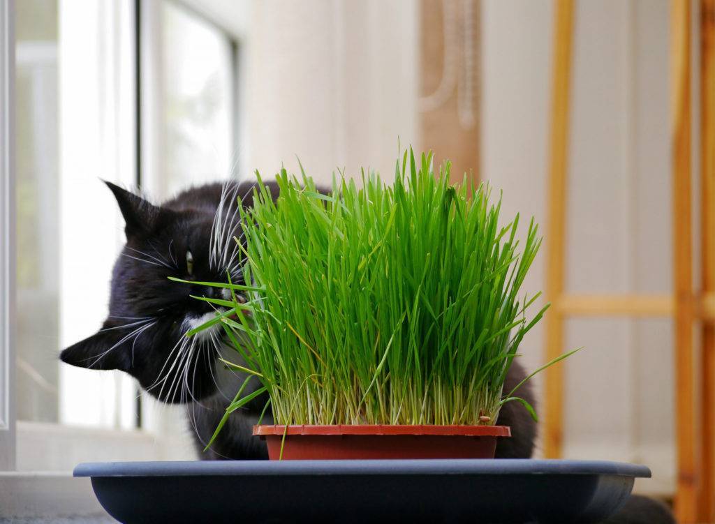 Можно ли кошкам давать траву: какую, в каком возрасте