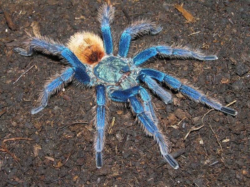 Самые красивые пауки в мире — топ 10