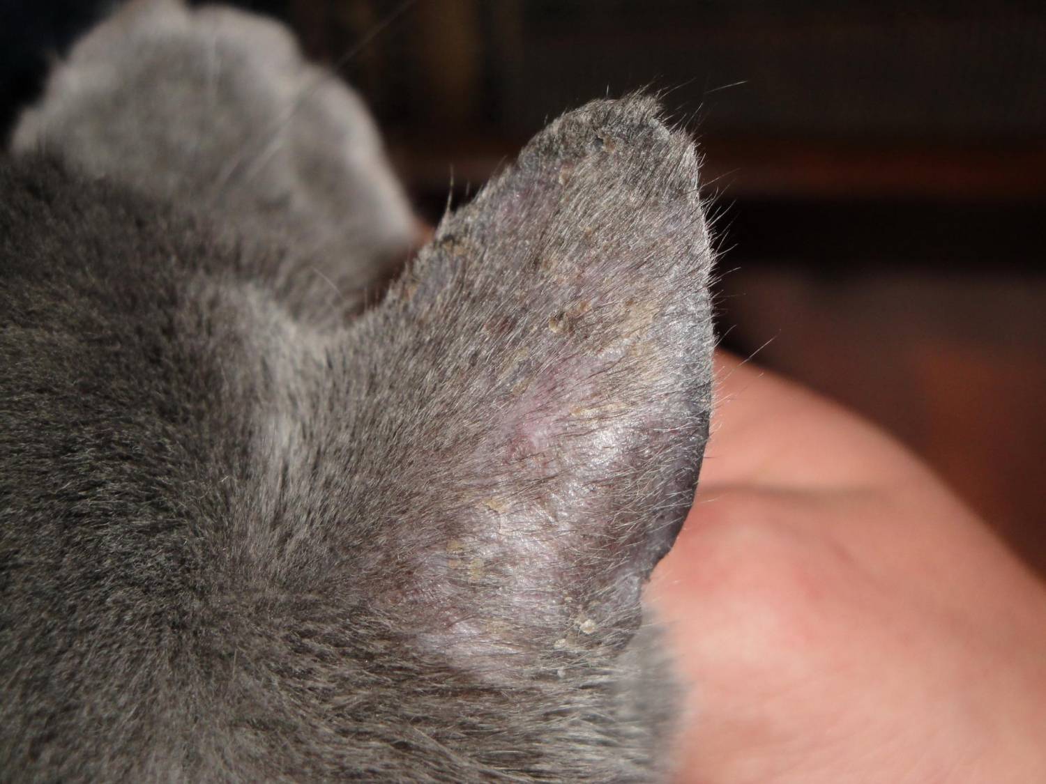 Лишай у кошек – признаки и лечение в домашних условиях.