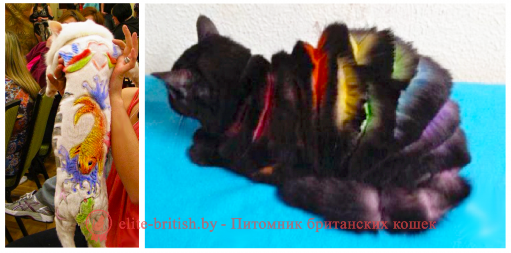 Груминг британской кошки: уход за шерстью, стрижка и купание британцев | породы кошек | royal-groom