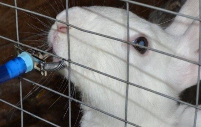 Поилки для кроликов ?: какие бывают и как сделать своими руками