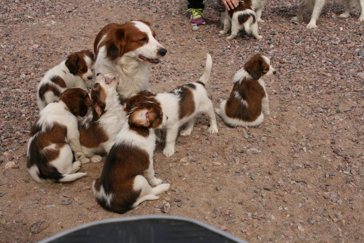 Коикерхондье (коикер, голландский спаниель): о породе собак с фото и видео