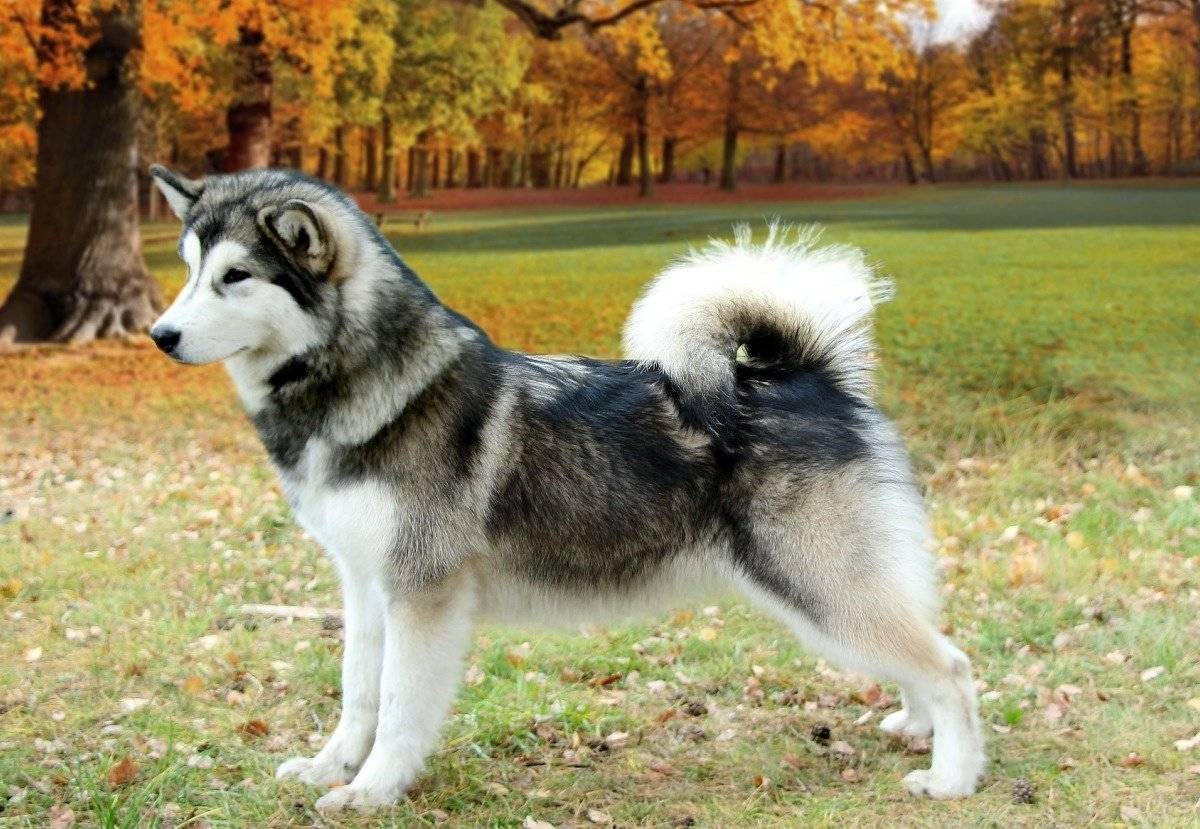 Маламут собака фото описание породы характер