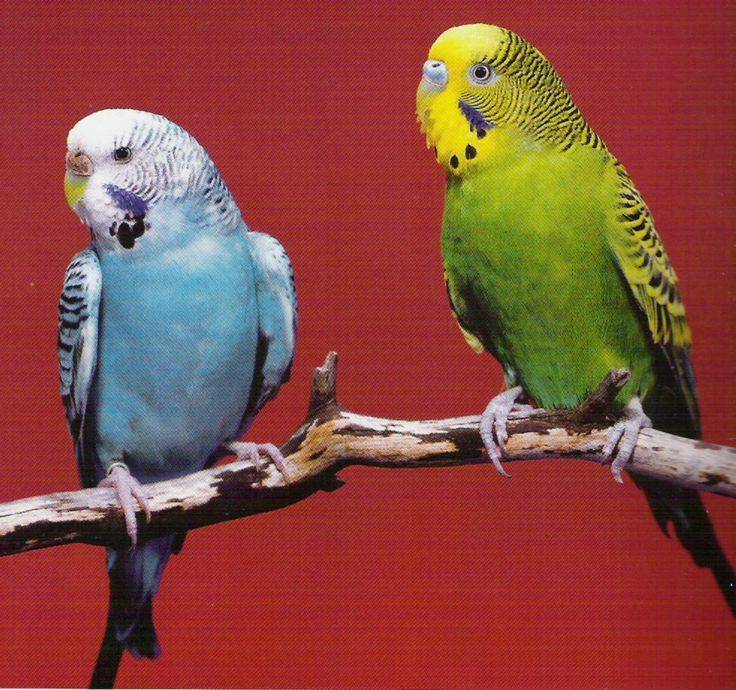 Разновидности волнистых попугаев