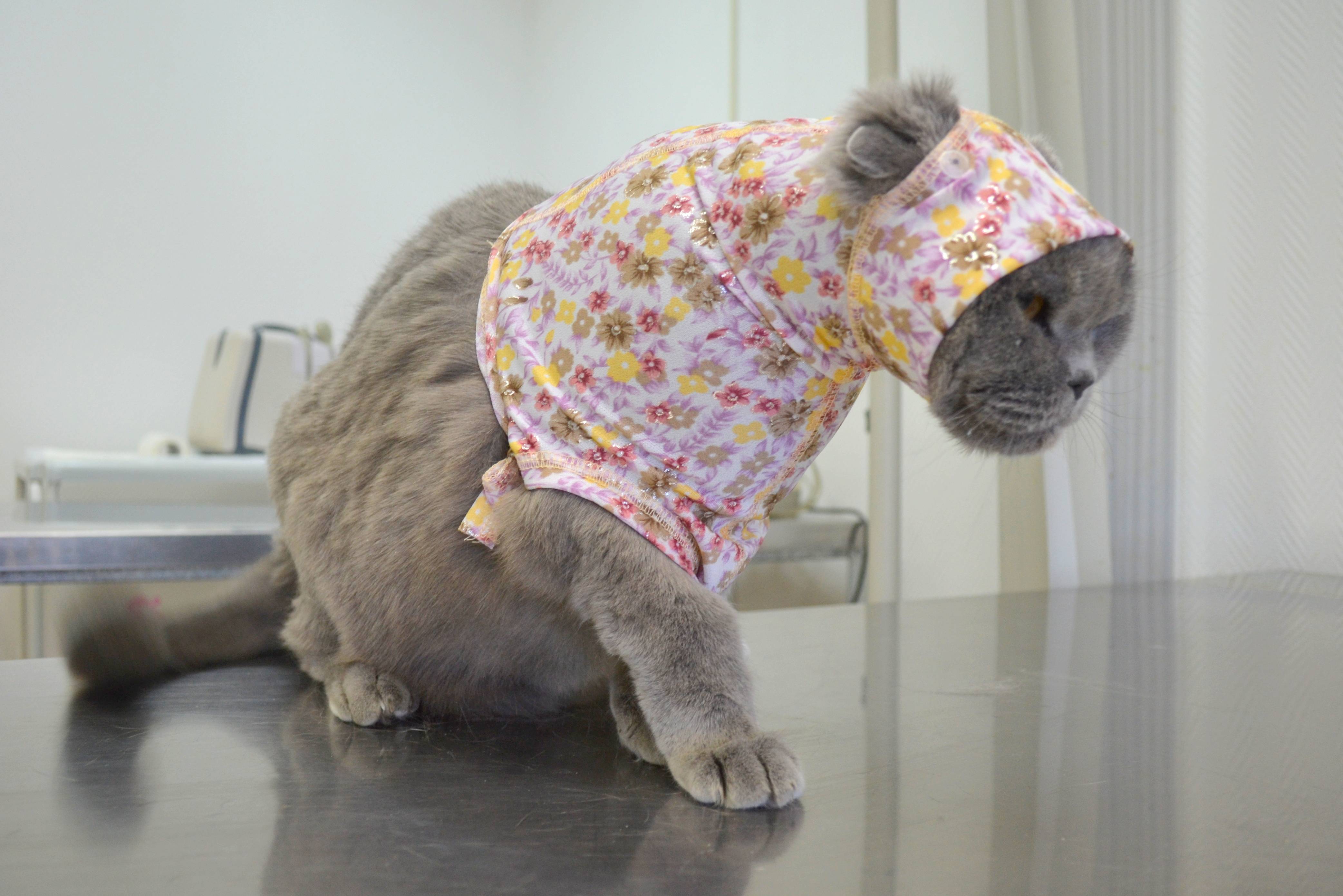 Попона для кошки после стерилизации: из колготок, носков, как сшить своими руками, как надеть и завязать попону
