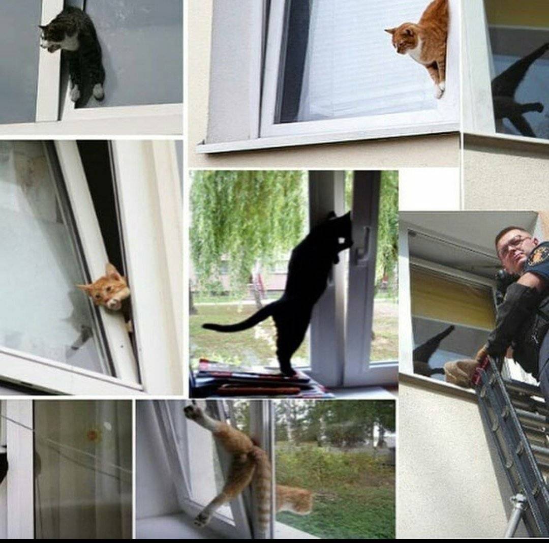 Кот упал с 8-го этажа. почему кошки падают с высоты и погибают. как предотвратить падение кошки из окна