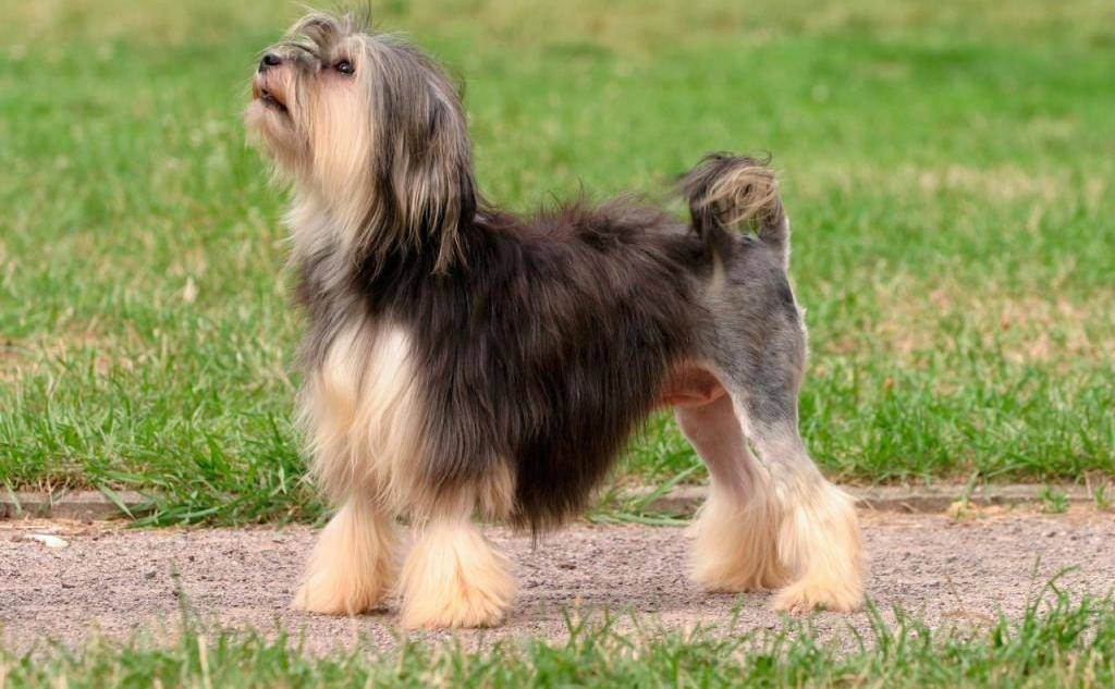Малая львиная собака: характеристики породы, фото, характер, правила ухода и содержания