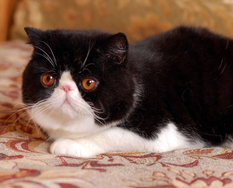 Кошка с близко посаженными глазами какая порода
