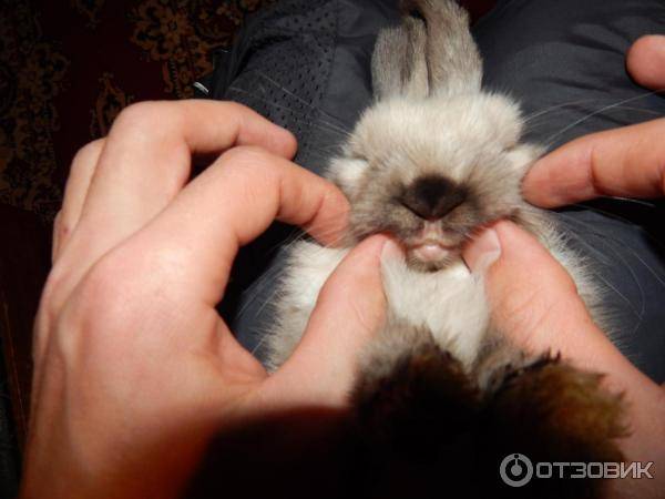Болезни кроликов — основные виды, симптомы и лечение