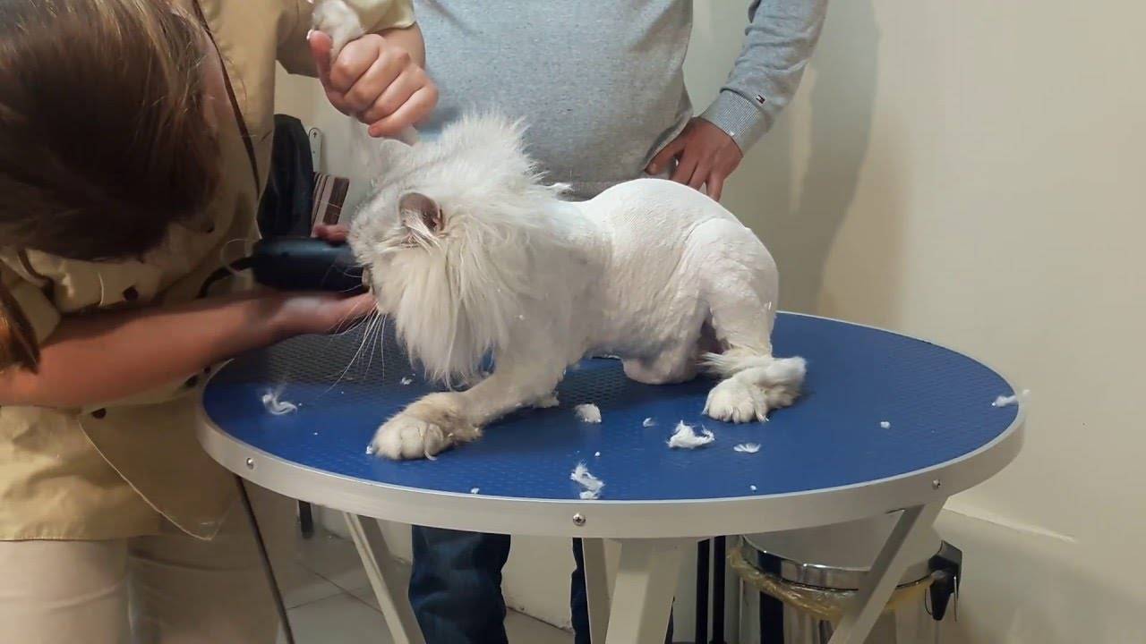 ᐉ машинка для стрижки кошек. как выбрать?