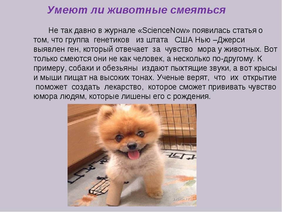 Крысы умны, умеют смеяться и сочувствовать. как так вышло, что их используют в жестоких экспериментах • слуцк • газета «інфа-кур’ер»