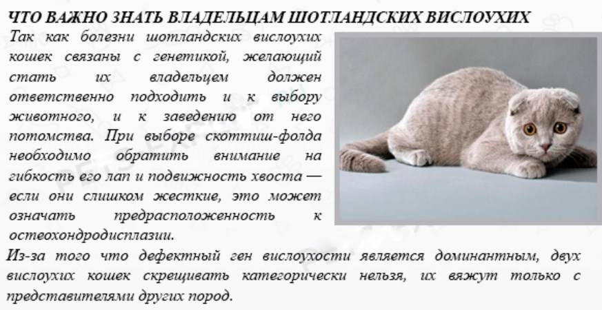 Кошка британская вислоухая: особенности породы, описание характера и поведения британцев, фото, выбор котенка, отзывы владельцев