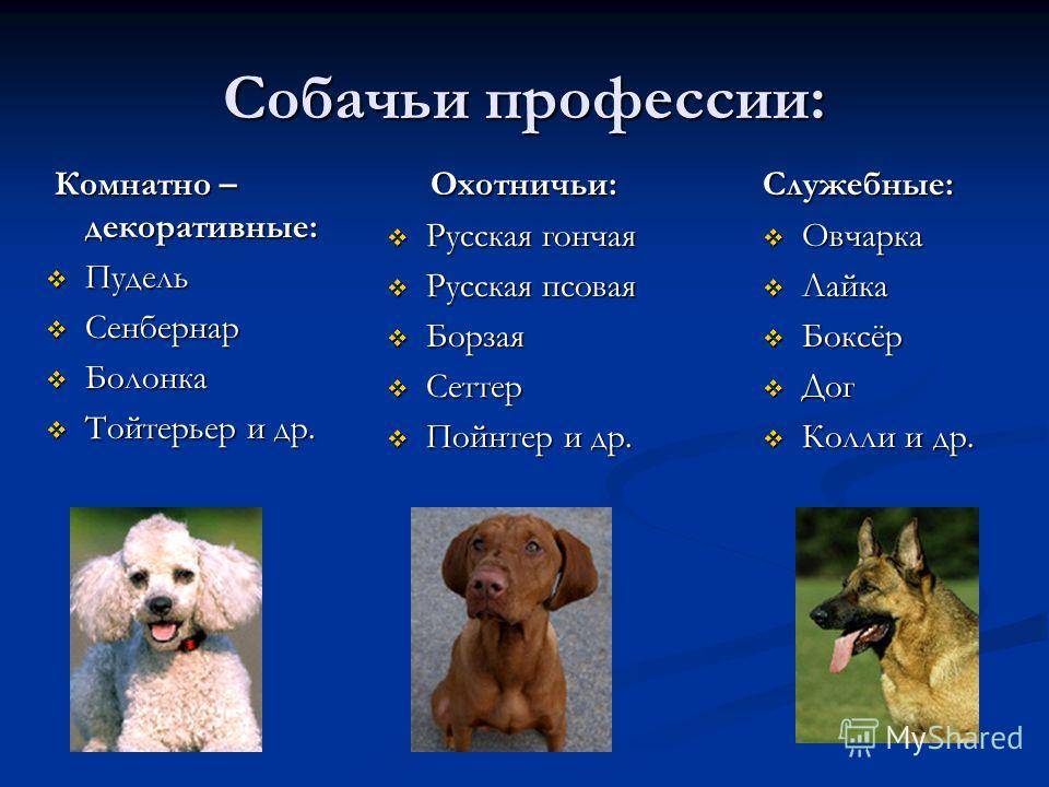 Служебные породы собак с фото, названием и описанием