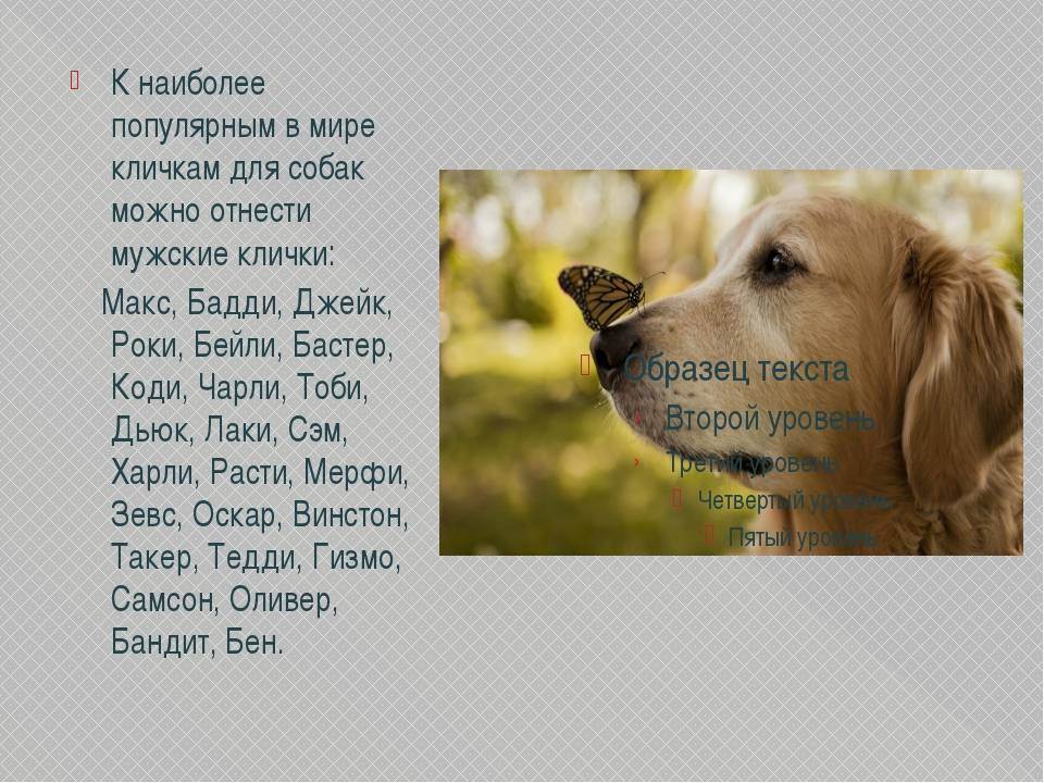 Клички собак кобелей по буквам и их значение. называем питомца правильно