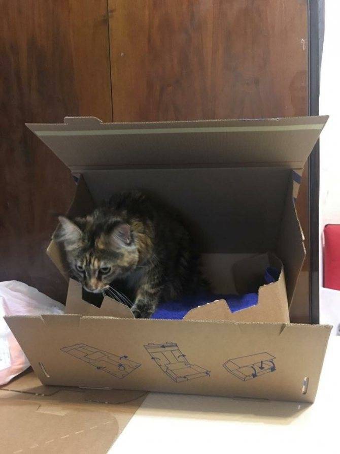 Почему кошки любят коробки и пакеты – pet-mir.ru