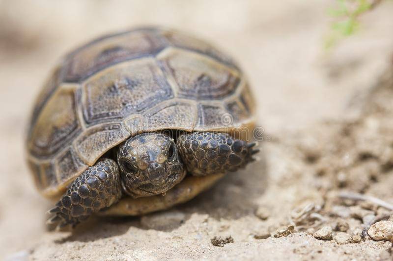 Кто быстрее - улитка или черепаха? чья скорость больше - улитки или черепахи ?  - животные и растения - вопросы и ответы