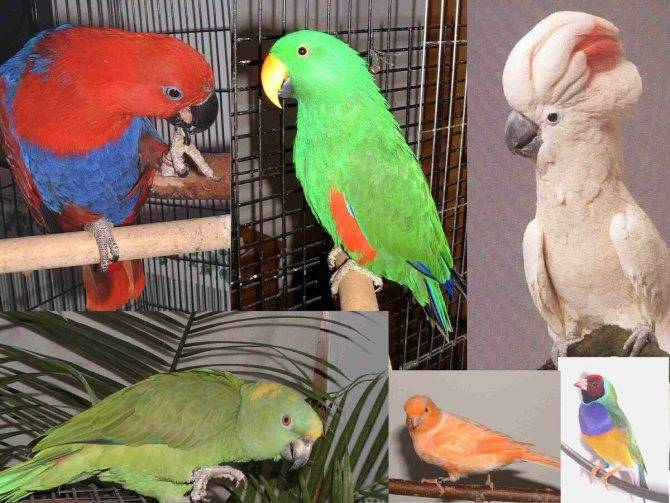 Какого попугая лучше завести в квартире: как выбрать попугая для домашнего содержания, какого пернатого лучше завести для детей, чтобы говорил