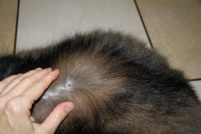 Если у кота клоками выпадает шерсть и болячки на коже — что делать? - kotiko.ru
