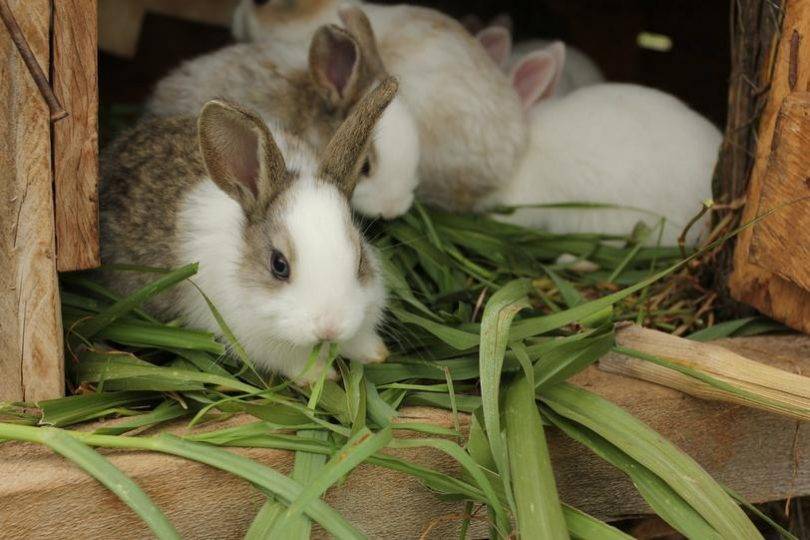 Можно давать кроликам траву или нельзя: польза и вред, как кормить травой
