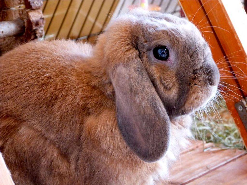 Кролик вислоухий баран: фото, уход и содержание, отзывы о породе