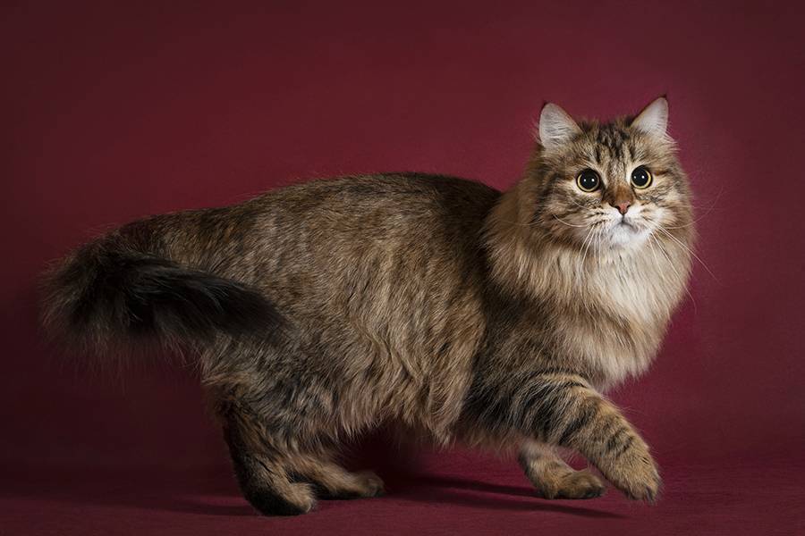 Сибирская кошка (сибирский кот): подробное описание породы с фото